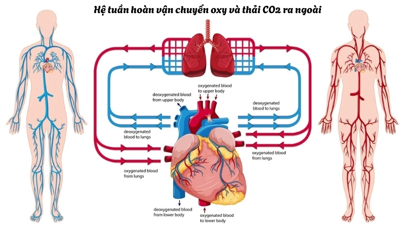 Các bộ phận chính của hệ hô hấp