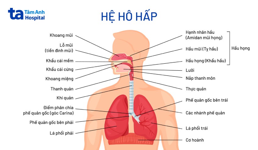 Cấu tạo các bộ phận của hệ hô hấp