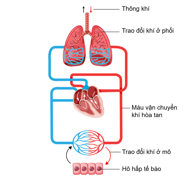 vai trò của hệ hô hấp