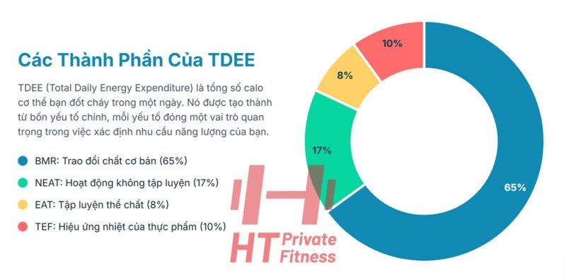Top 3 công cụ tính TDEE trực tuyến tốt nhất 1 công cụ tính tdee
