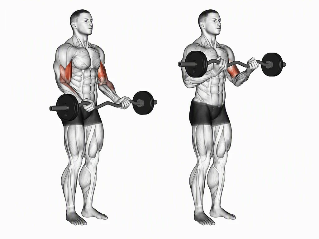 Barbell Curl