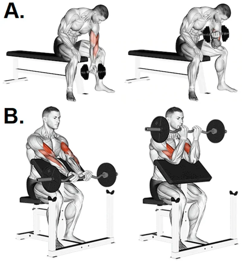 Concentration Curl