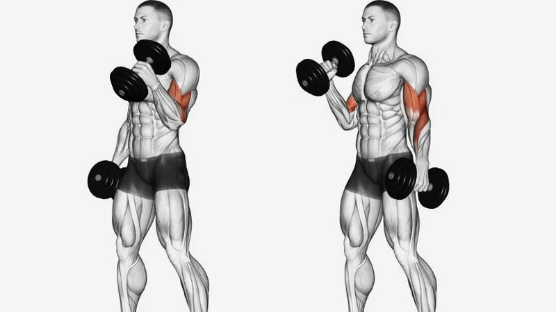 Dumbbell Curl kỹ thuật