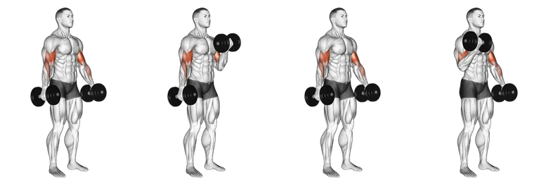Dumbbell Curl